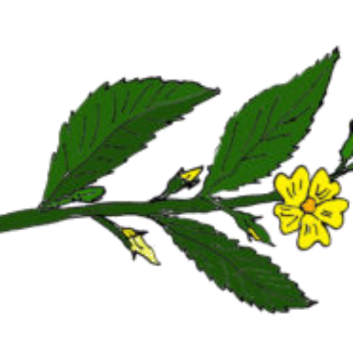 Damaina Turnera Diffusa Zeichnung Hustentee